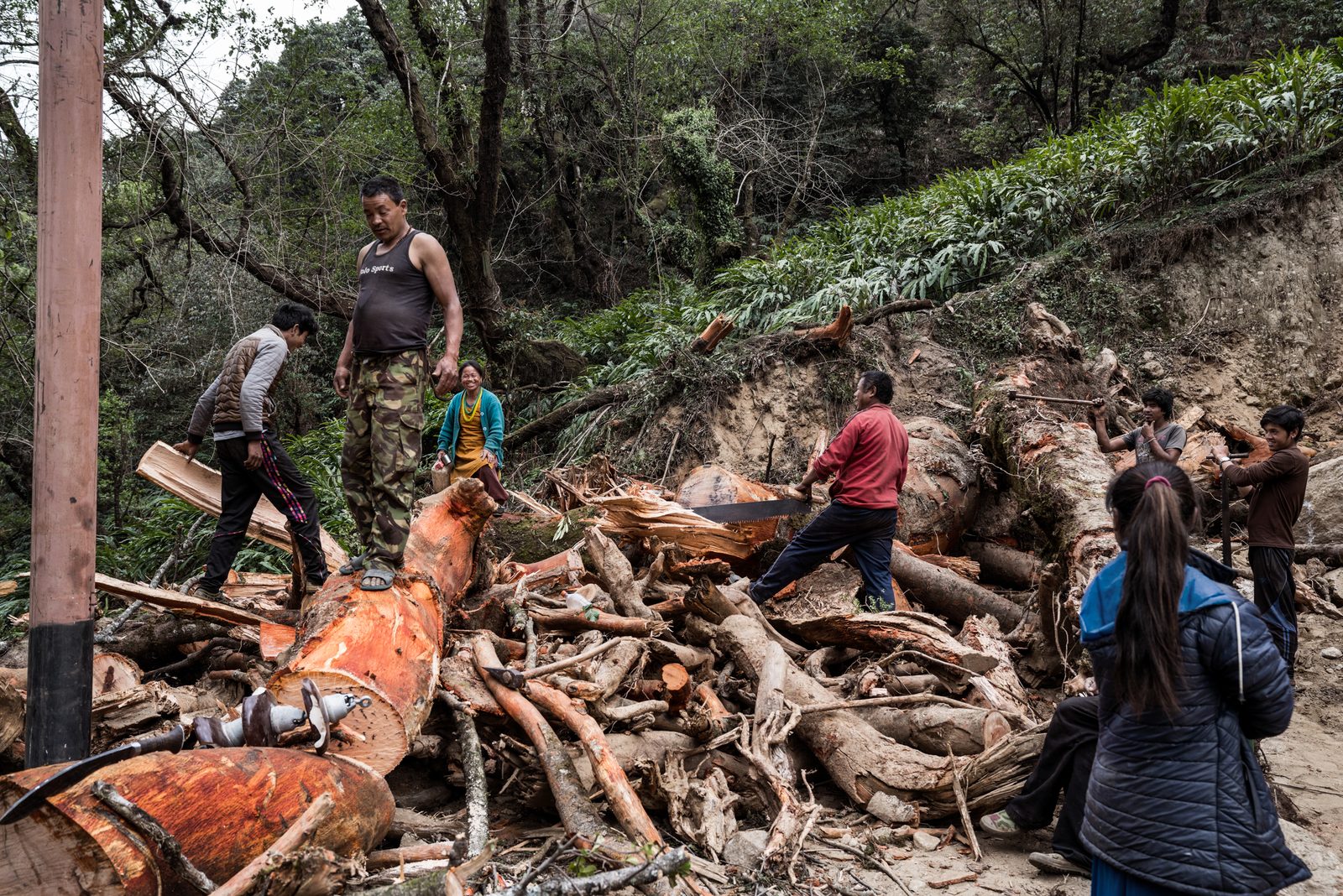 Workers in Nepal cut down trees used as fuel in the lower Himalayas bordering a national park