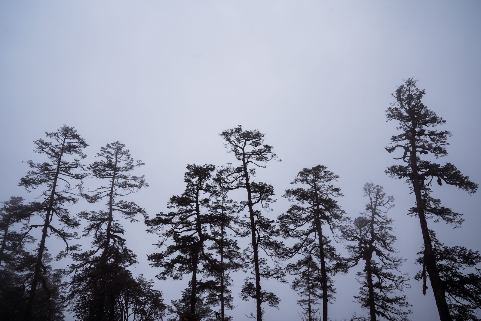 Thick clouds surround trees in the lower Himalayan regions of Nepal