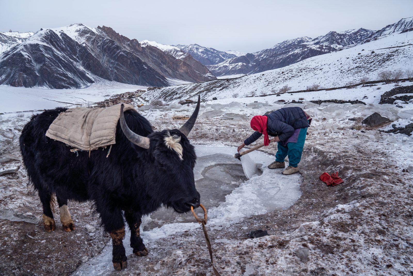 A woman breaks through the ice to allow her dzo - a cow crossed with a yak - to drink