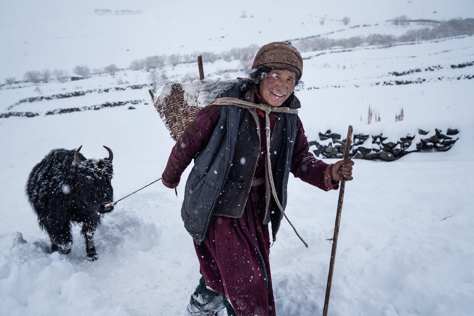 Sonam Yangdon leads her dzo up the mountain for water