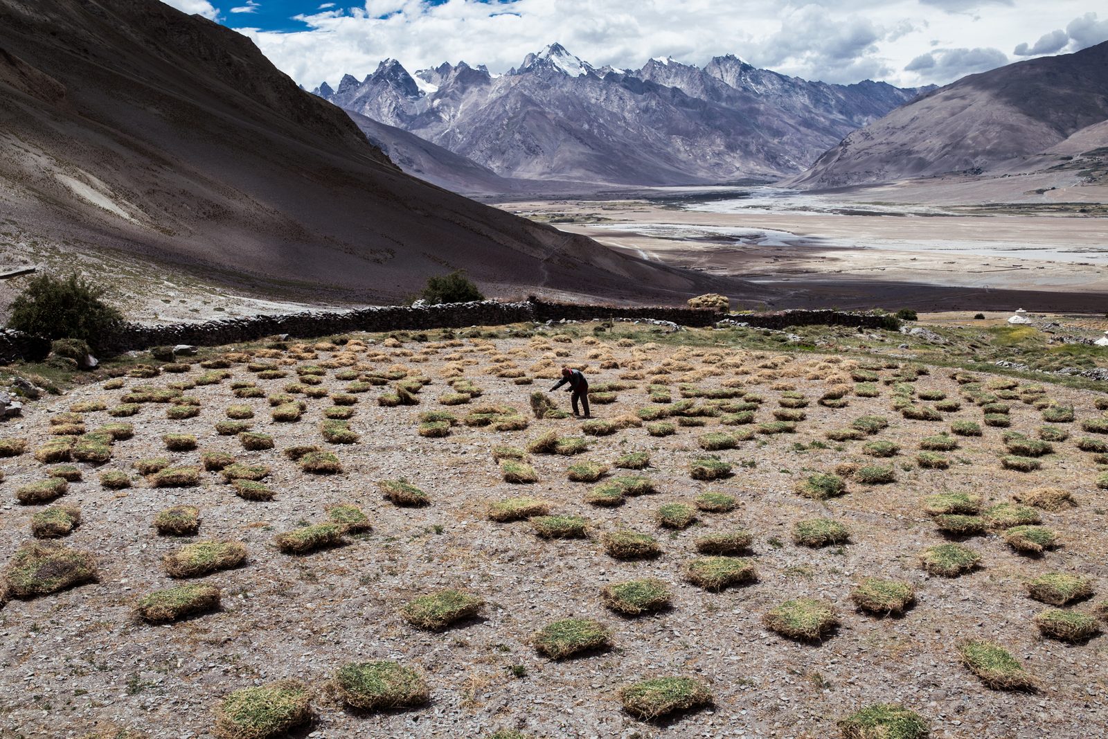 A villager of Kumik rotates livestock fodder drying in the sun