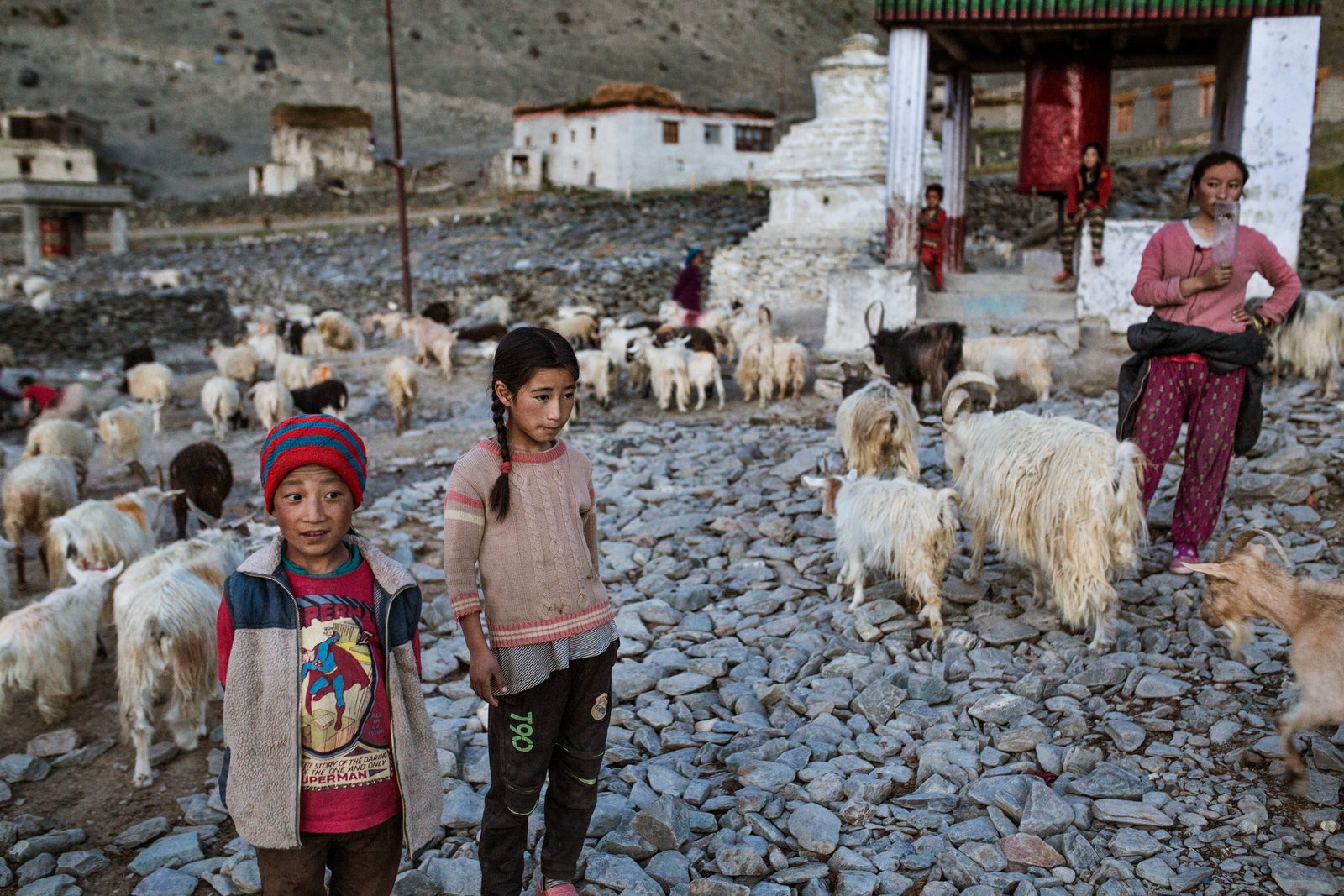 The children of Kumik watch goats and sheep return to the village from the summer grazing grounds
