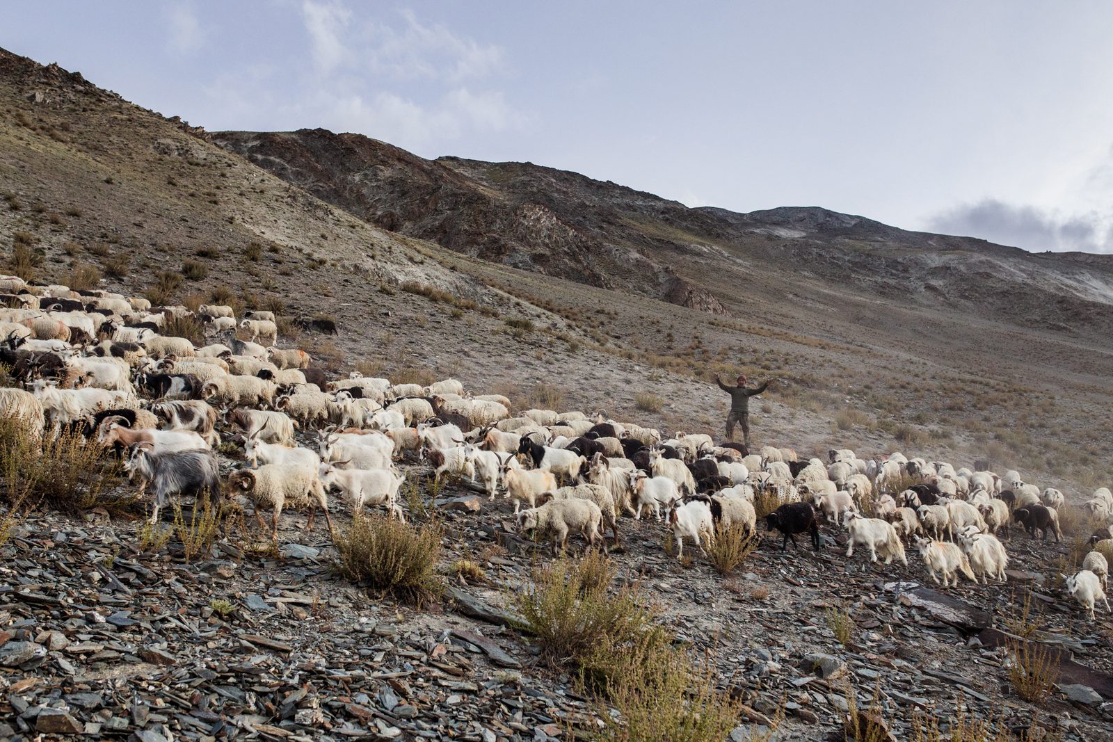 A villager of Kumik herds goats and sheep back after a day’s grazing on the summer pastures