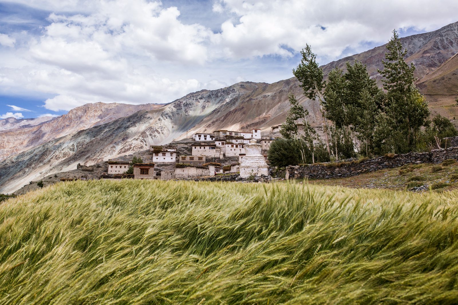 Barley crops blowing in the wind outside Kumik