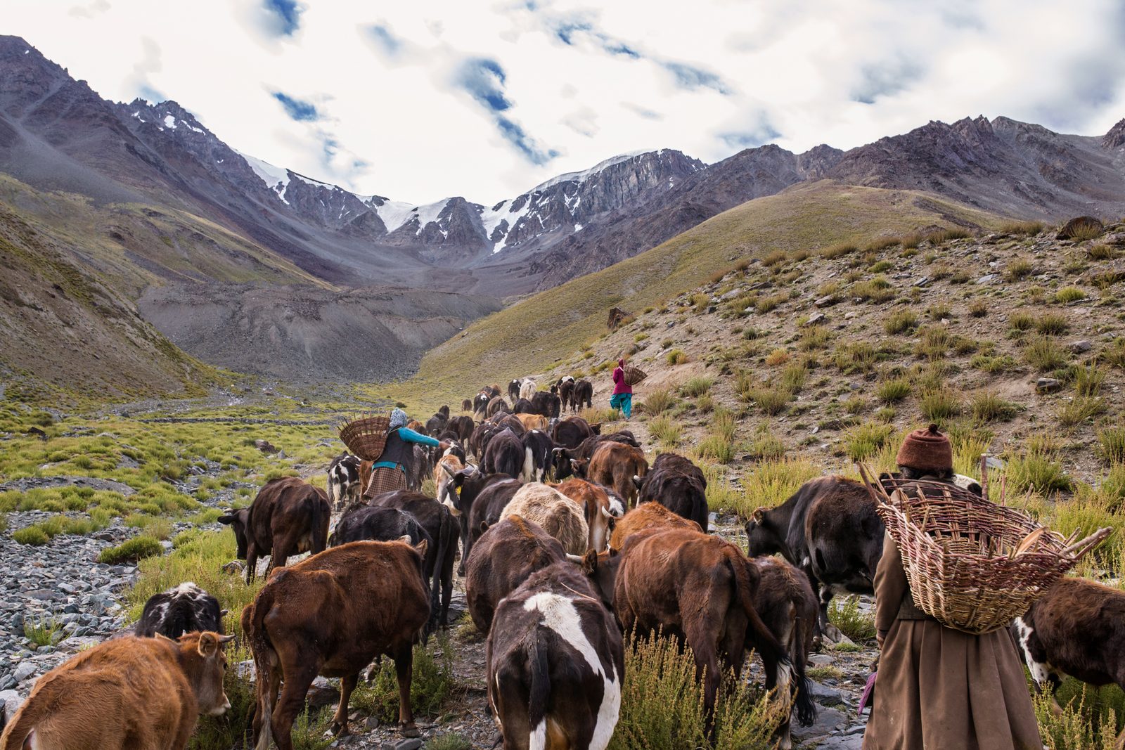 The women of Kumik lead cows up to the summer pastures under Sultan Largo