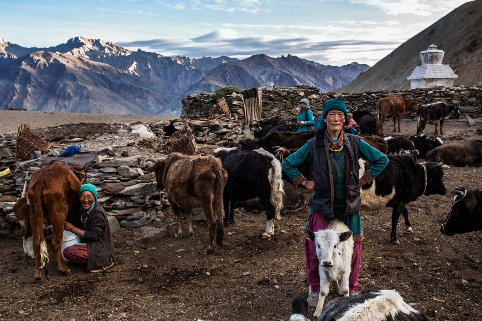 Women of Kumik at the doksa - the summer grazing ground for cattle - attend to the village cows