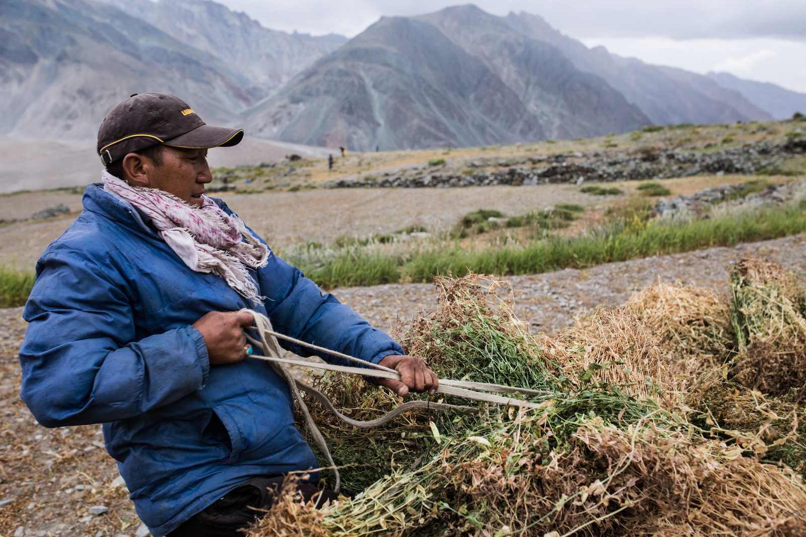 Tashi Stobdan tightens a rope around dried livestock fodder